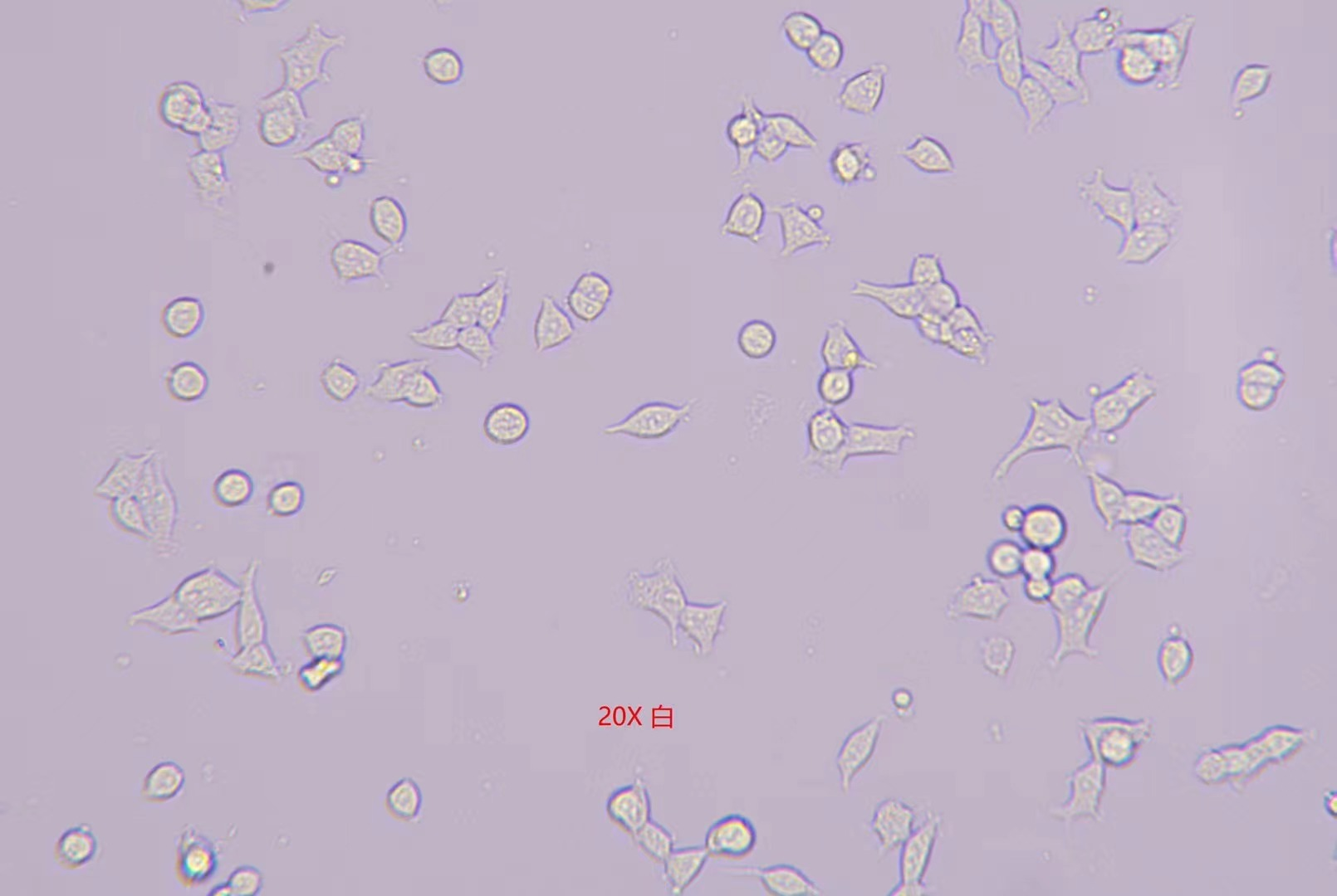 顯微鏡.png 顯微鏡.png